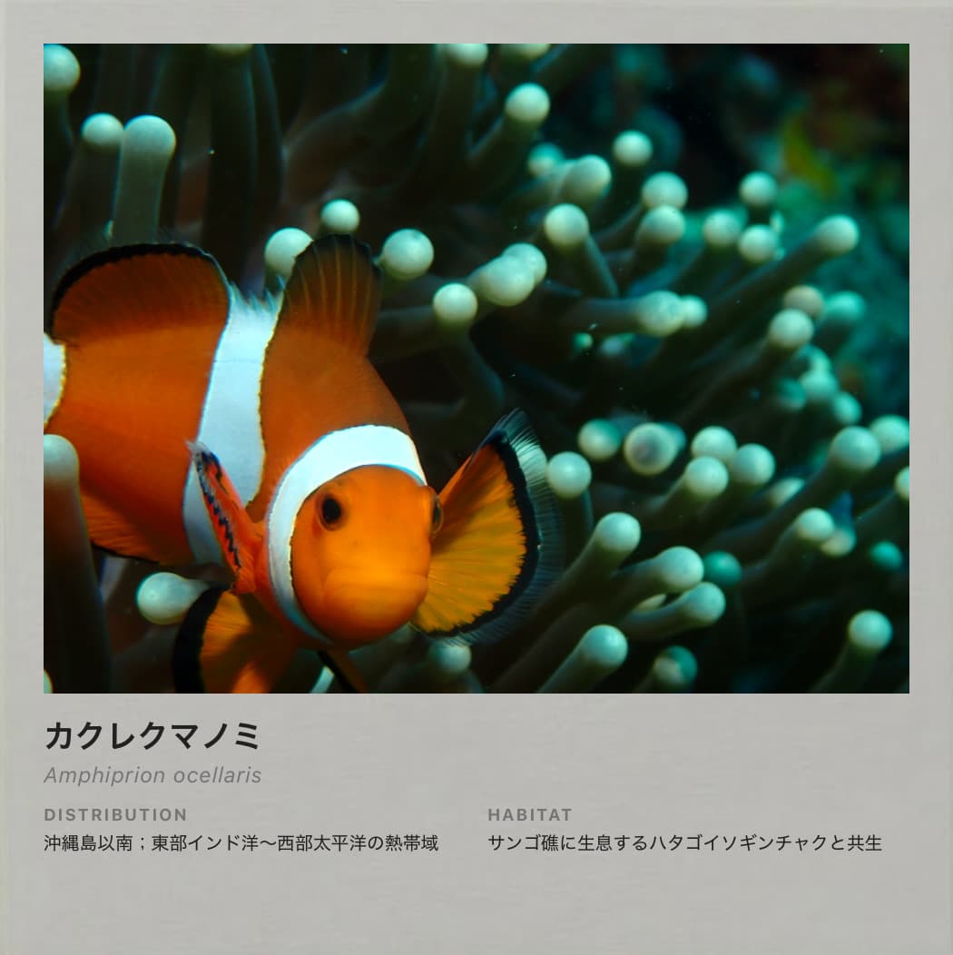 図鑑カードのサンプル(生き物情報カード)